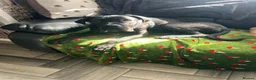 Cane Corso dogs for sale: Male cane corso - Advert 2