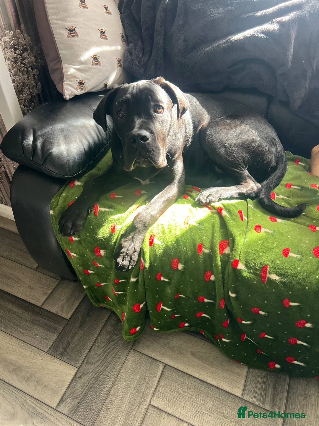Cane Corso dogs for sale: Male cane corso - Advert 2