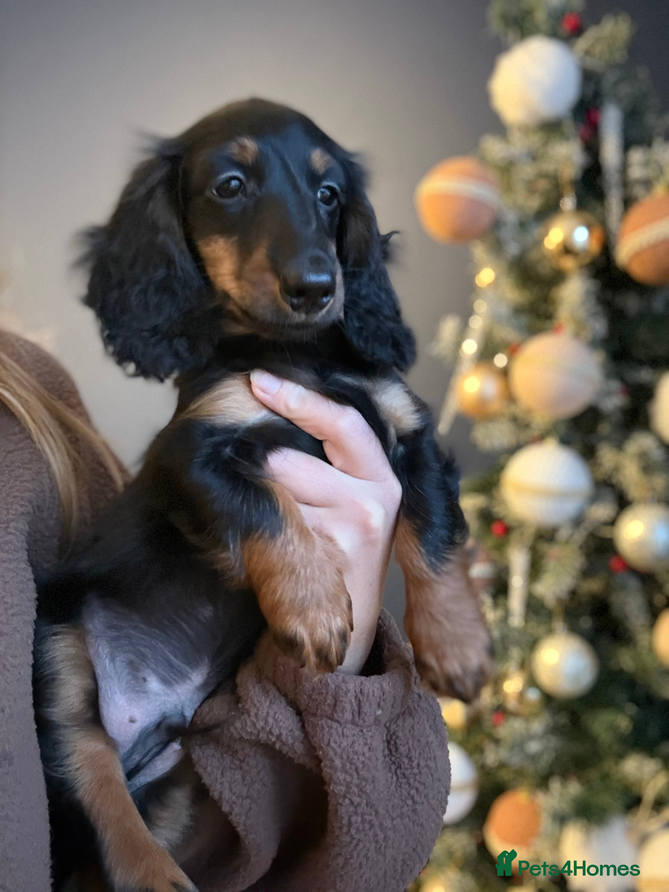 Miniature Dachshund dogs ⭐️KC Russian champ PRA clear long haired minis⭐️ - Advert 7