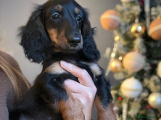 Miniature Dachshund dogs ⭐️KC Russian champ PRA clear long haired minis⭐️ - Advert 7