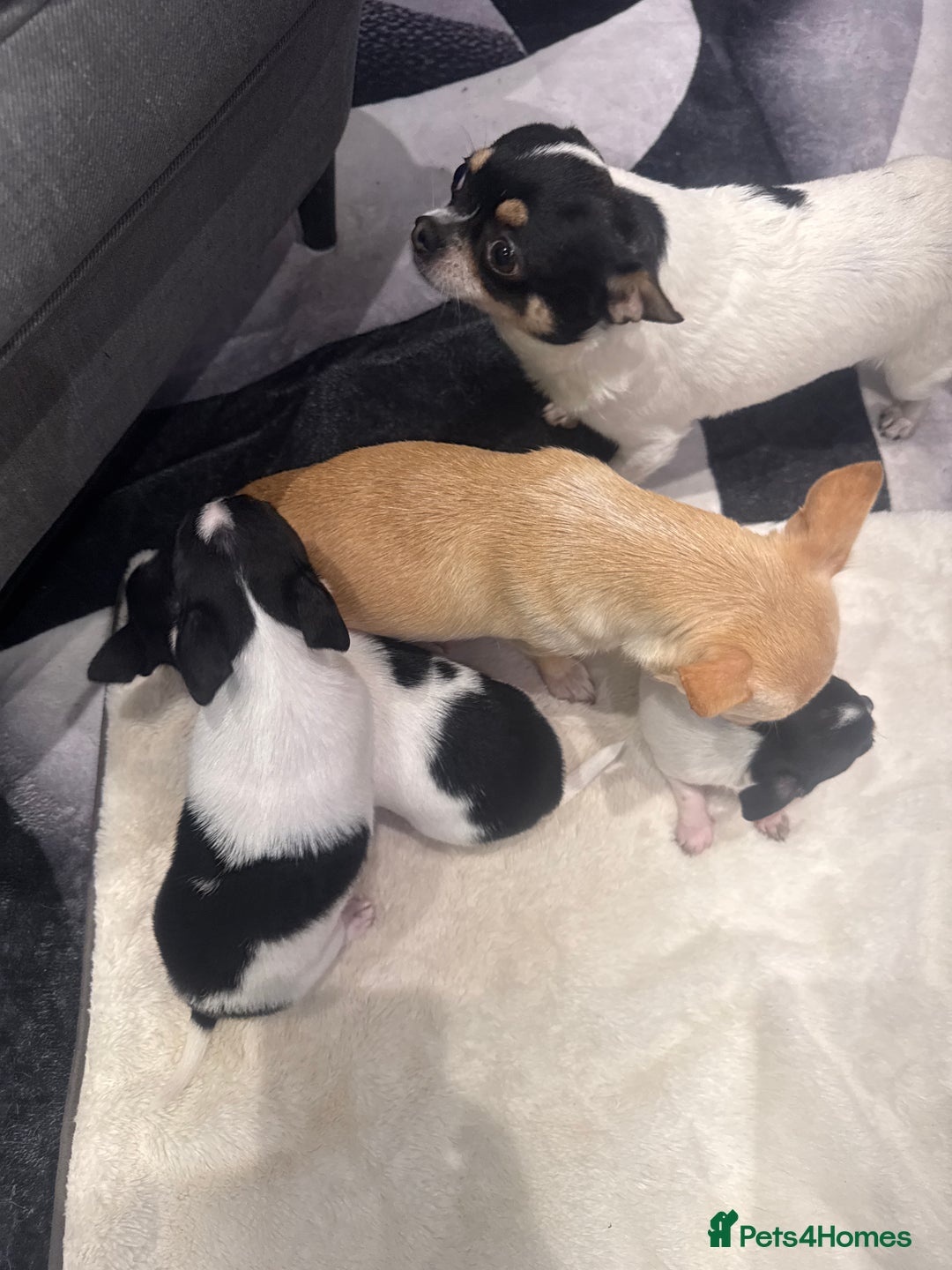 Chihuahua dogs for sale: 3 adorable apple-head tini puppies LF a home - Advert 18
