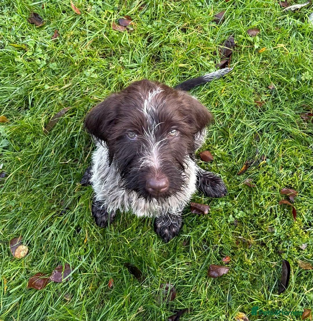 Korthals Griffon dogs for sale: Korthal Griffon Puppy - Advert 2