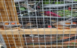 Finches birds for sale: Young Zebra finches for sale in East London E12 - Image 1