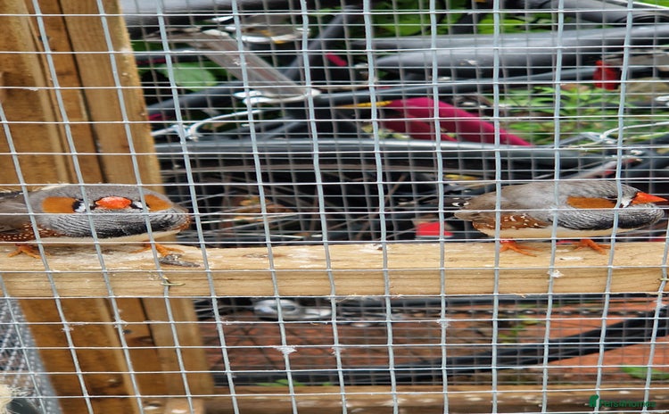 Finches birds - Advert 9
