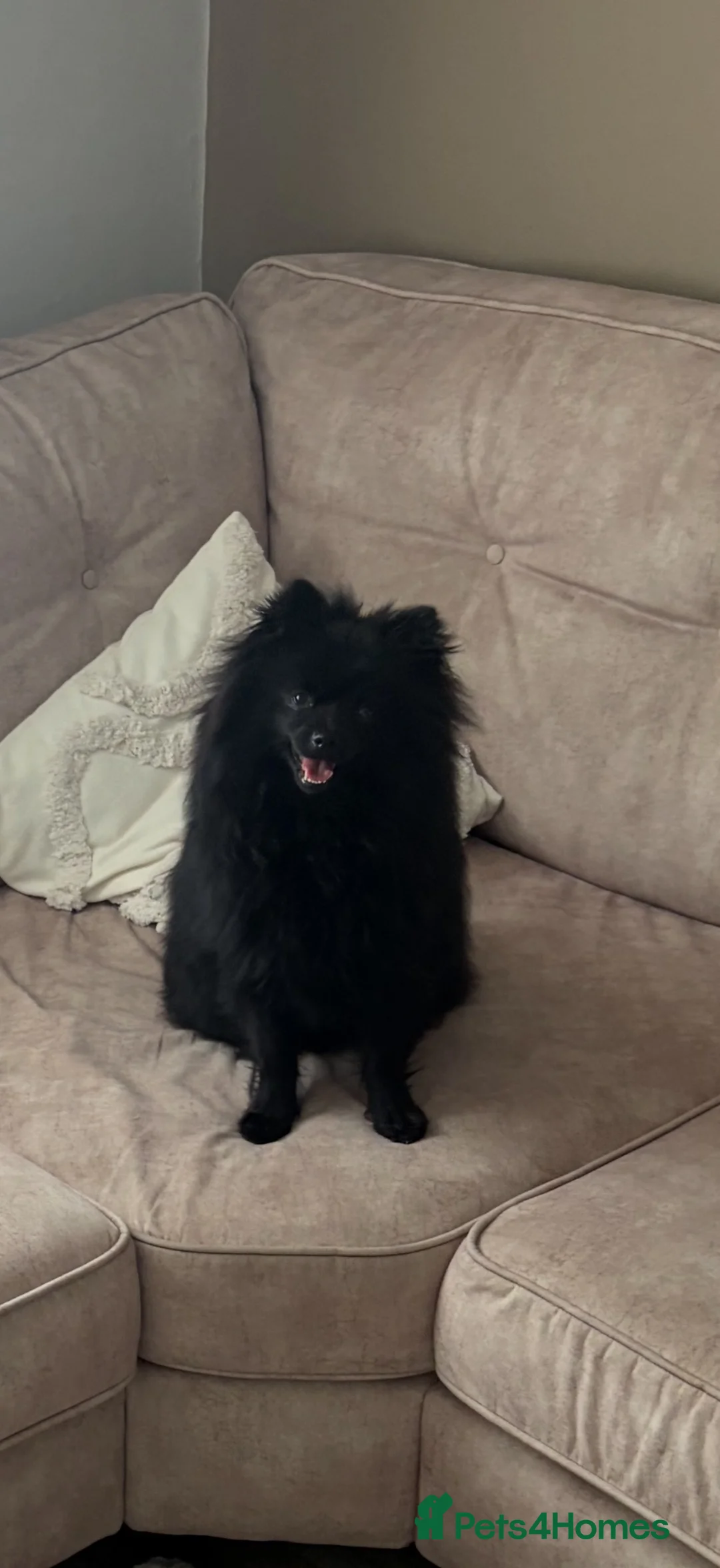Pomeranian dogs for sale: Pomeranian  in North Shields - Advert 1