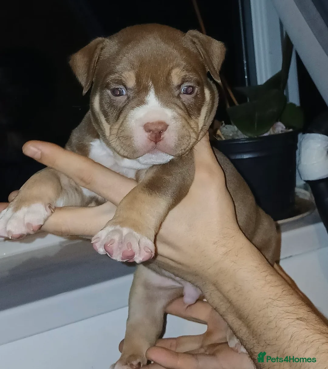 American Bully dogs for sale: POCKET BULLYS CHAMPION BLOOD LINES ABKC REGISTERD - Advert 15