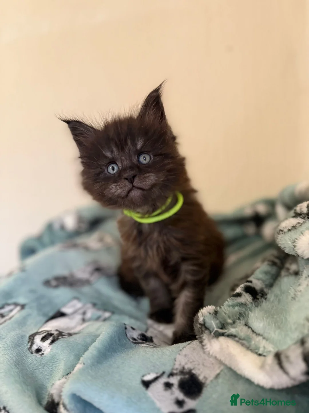 Maine Coon cats for sale: Pedigree Tica Russian Import line Maine Coons - Advert 18