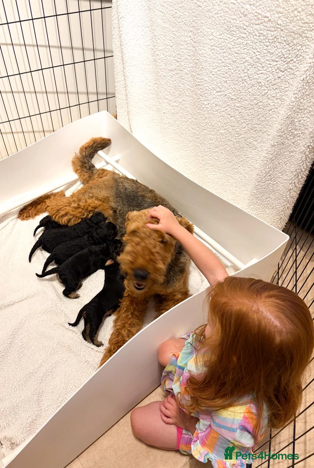 Airedale Terrier dogs for sale: ⭐ QUALITY KC AIREDALE TERRIERS ⭐ - Advert 2
