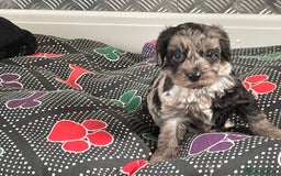Cockapoo dogs for sale: F1 Cockapoos for sale  - Image 14