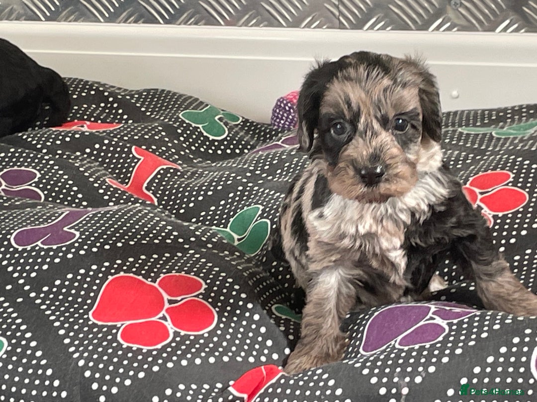 Cockapoo dogs for sale: F1 Cockapoos for sale  - Image 14