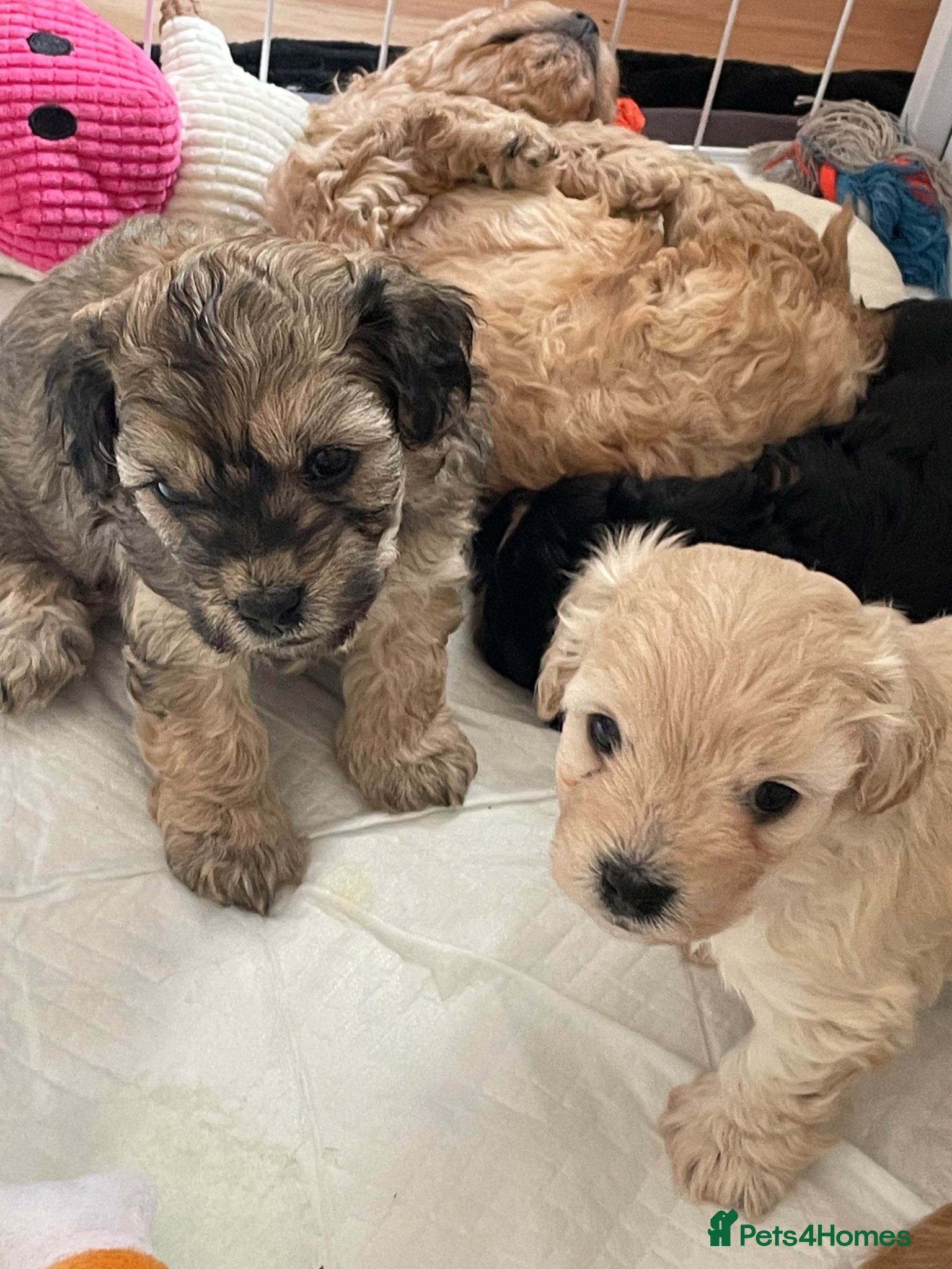 Cavapoochon dogs Gorgeous toy cavapoochons for sale - Advert 1