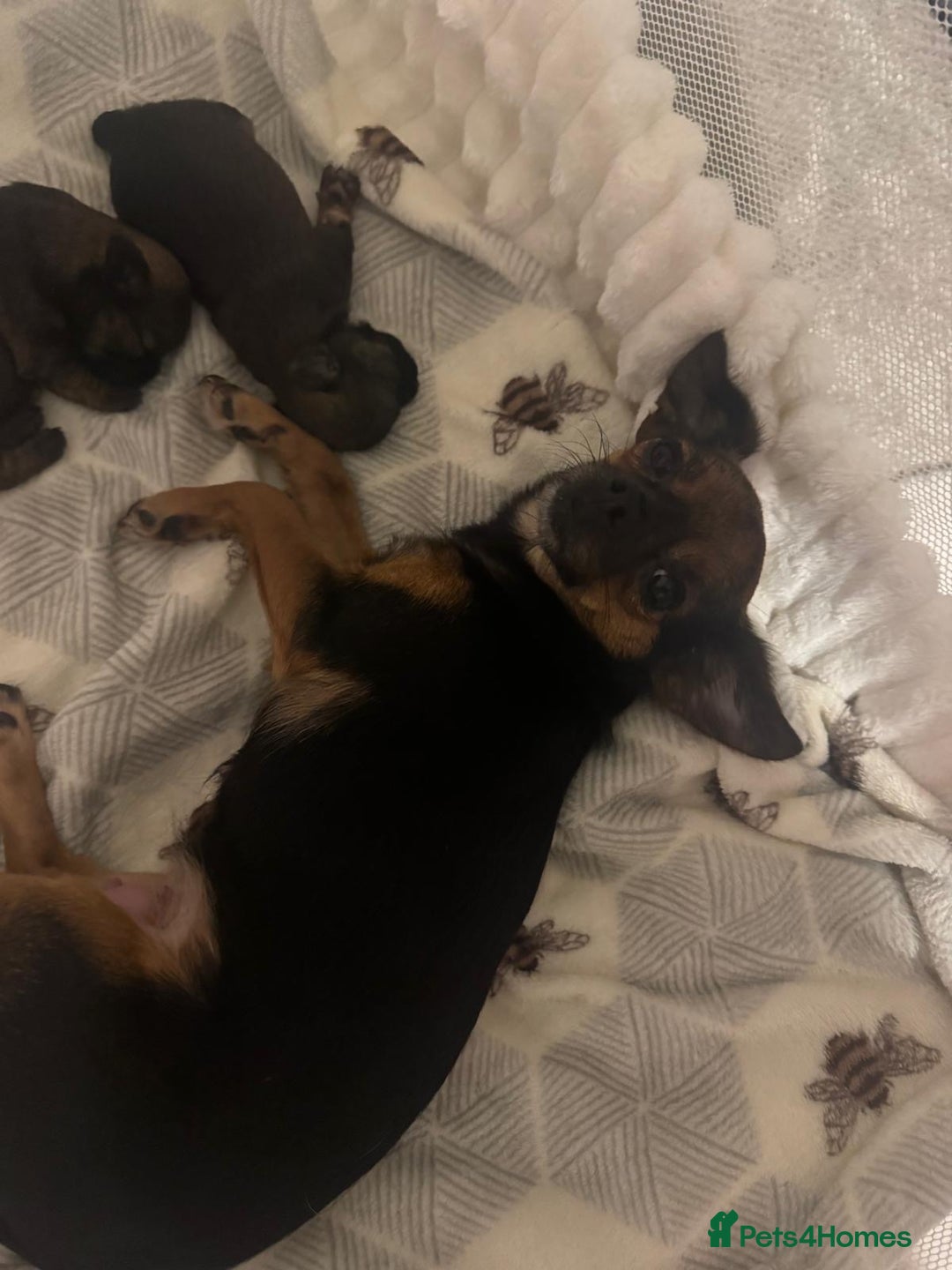 Chorkie dogs for sale: Two gorgeous wee chorkies  - Advert 6
