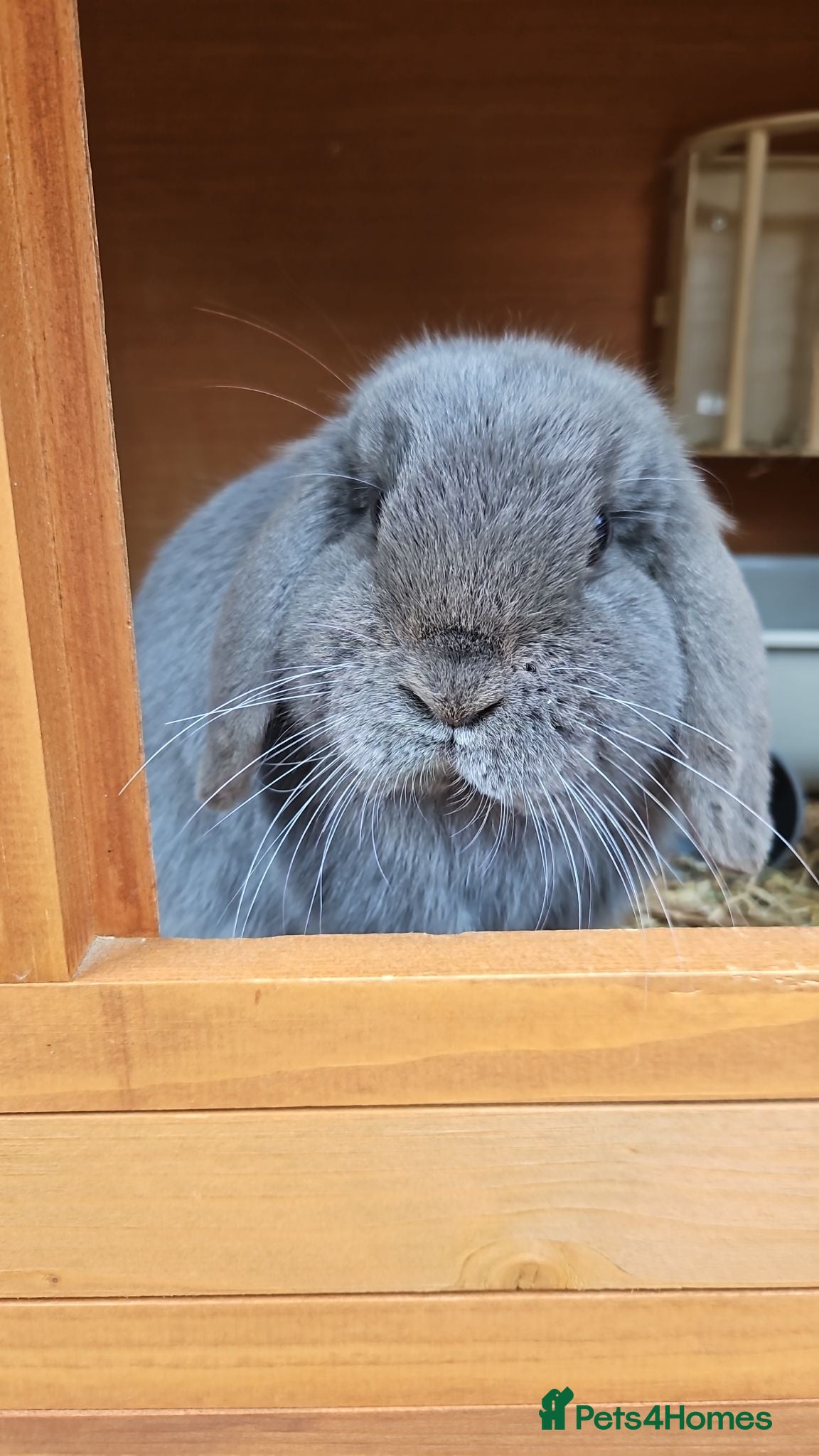 Mini Lop rabbits ❤️ rescue rabbits looking for loving home ❤️ - Advert 8