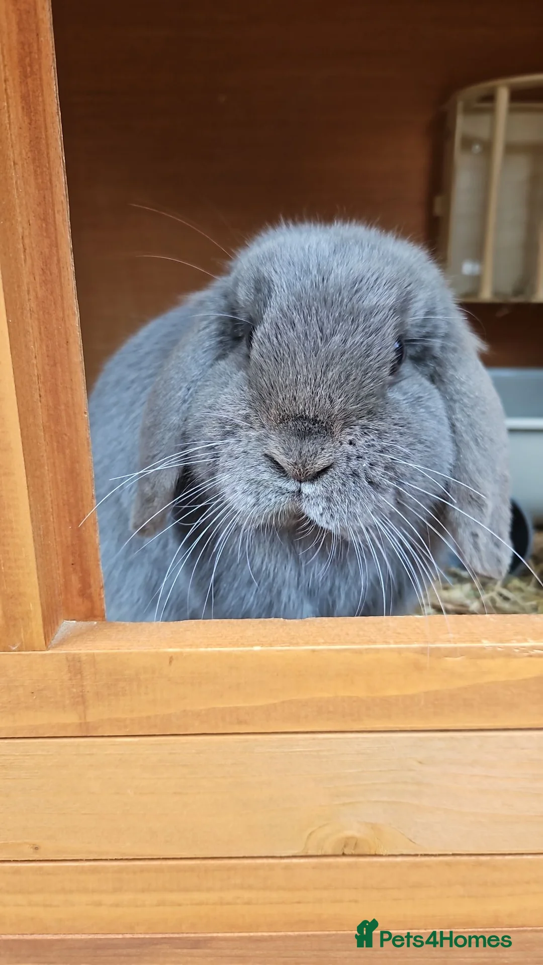 Mini Lop rabbits for sale: ❤️ rescue rabbits looking for loving home ❤️ - Advert 1