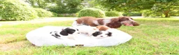 Cockalier dogs for sale: Cockalier puppies - 5 in litter  in Tonbridge - Advert 23