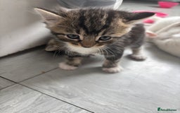 Turkish Van cats for sale: Tabby kittens - Image 2