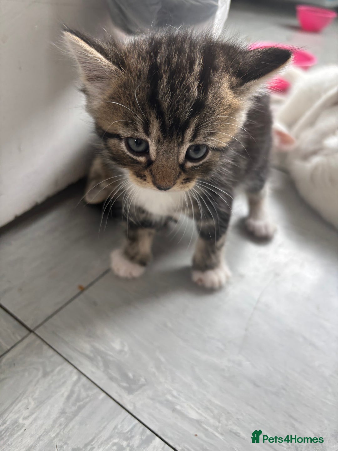 Turkish Van cats for sale: Tabby kittens - Image 2