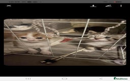 Mixed Breed cats for sale: Gorgeous kittens  - Image 10