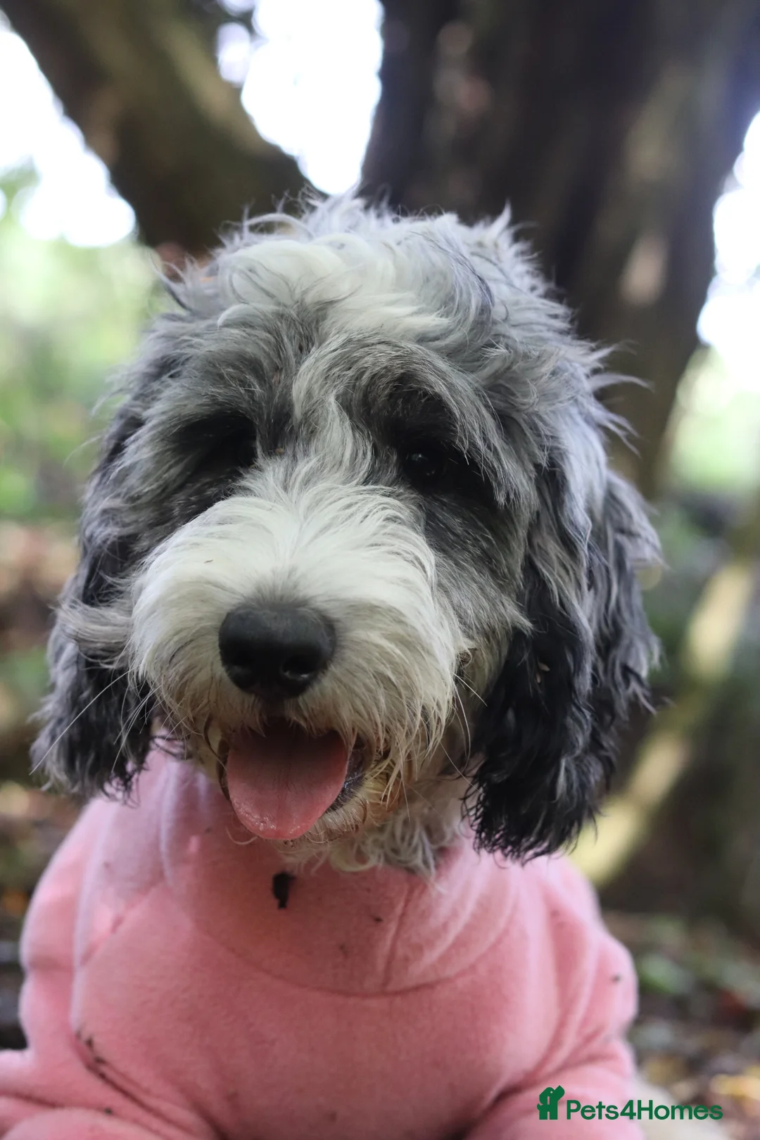 Cockapoo dogs for sale: Beautiful f1 blue parti Merle female cockapoo - Advert 2