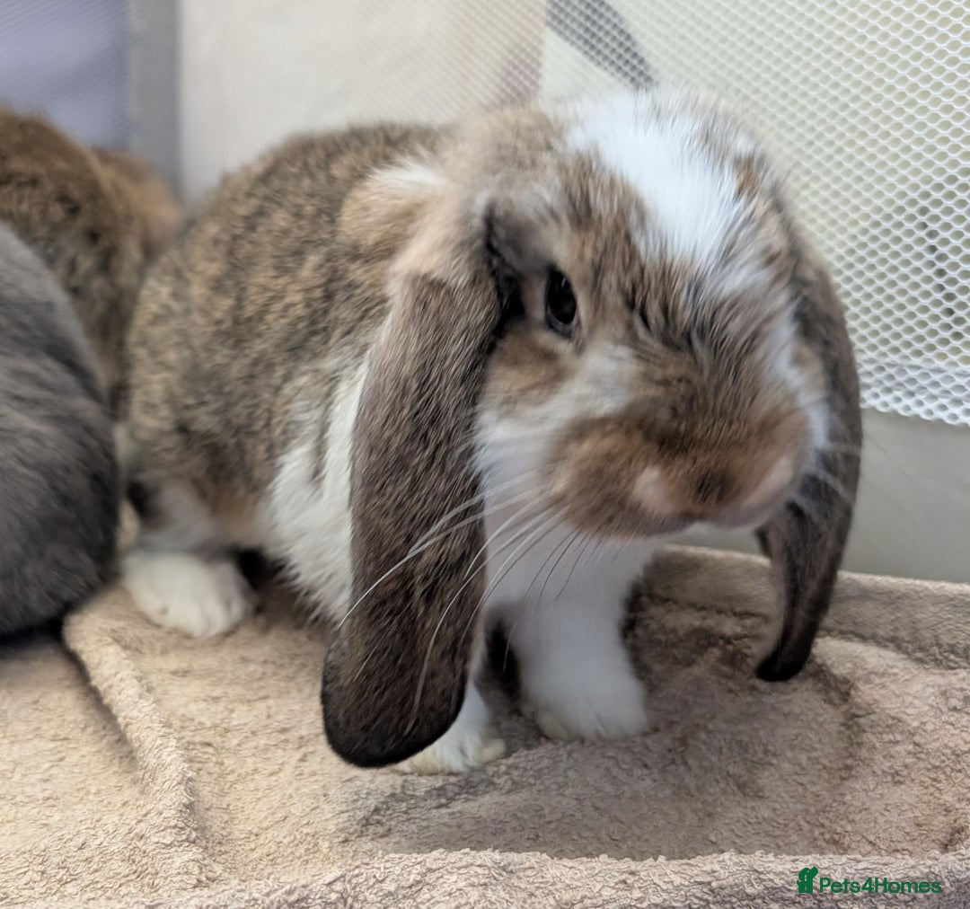 French Lop rabbits for sale: Beautiful Purebred French Lops For Sale - Image 11