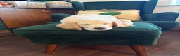 Golden Retriever dogs for sale: Beautiful Golden Retriever Puppies for Sale - Advert 5