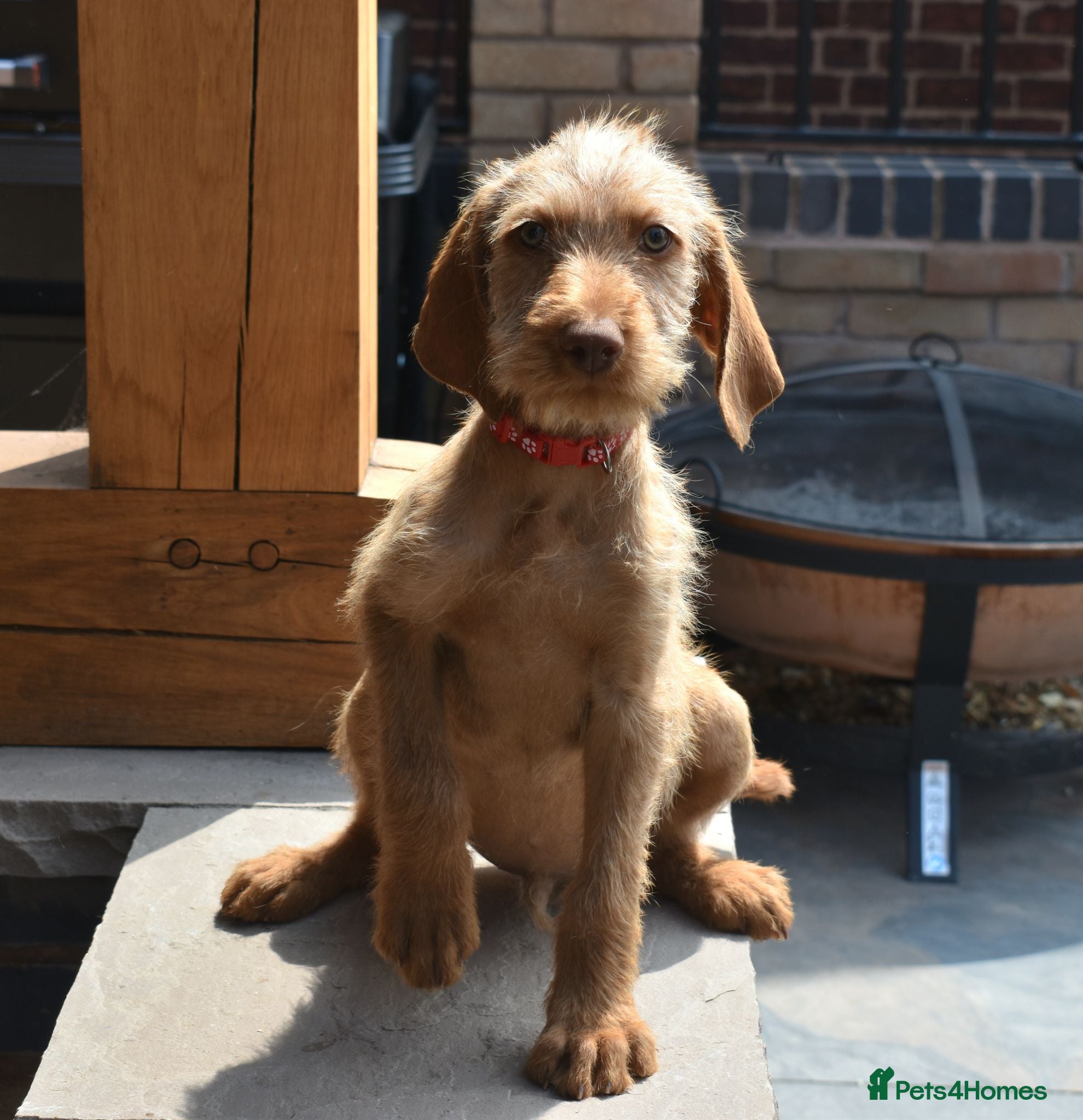 Hungarian Vizsla dogs Hungarian Wirehaired Vizsla Puppies - Advert 1