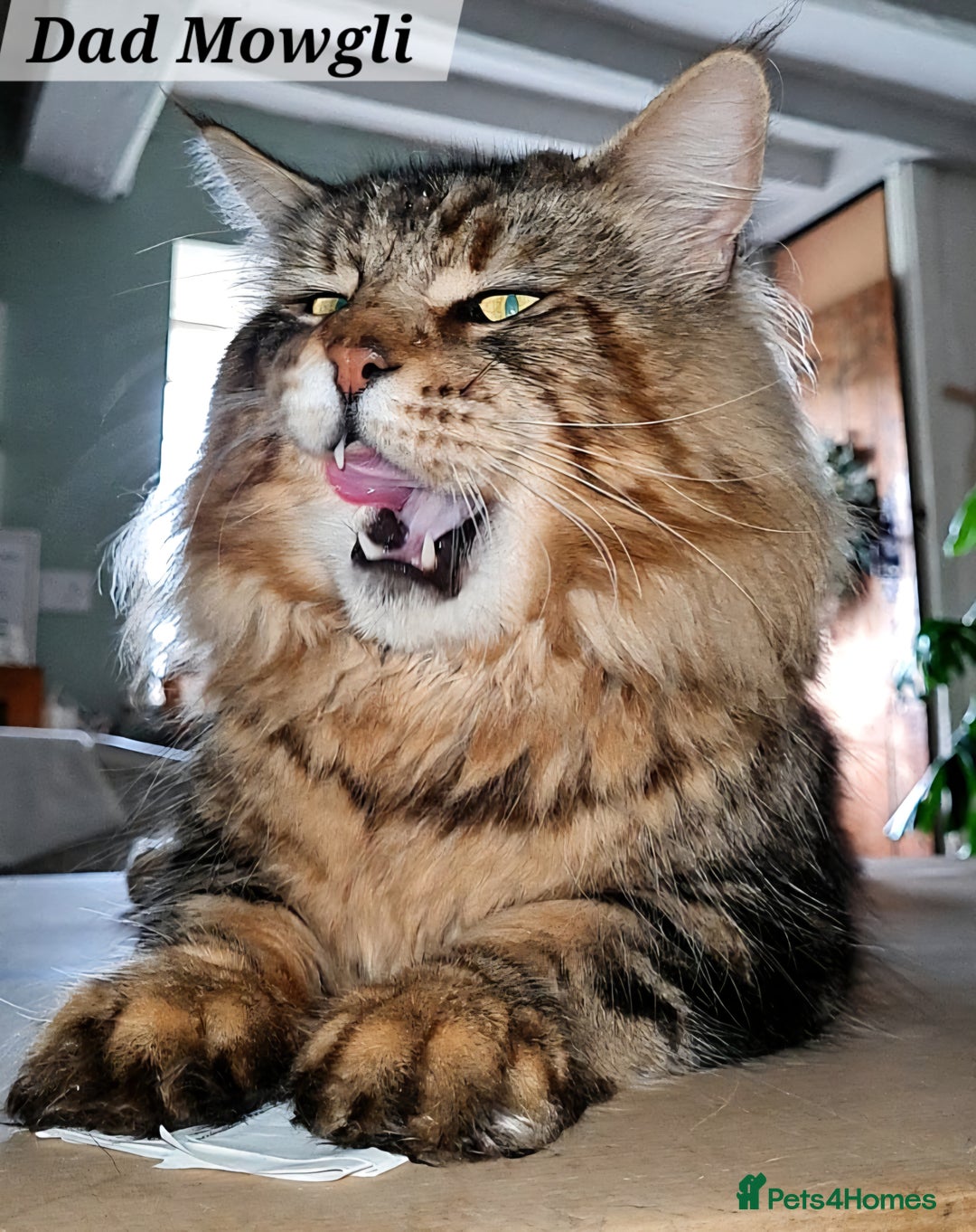 Maine Coon cats for sale: MAINE COONE KITTENS POLYDACTYL&NON POLYDACTYL   - Advert 4