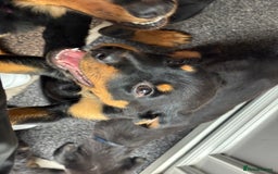 Mixed Breed dogs for sale: Rottweiler x puppys - Image 17