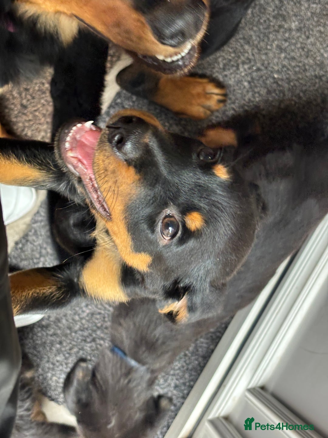 Mixed Breed dogs for sale: Rottweiler x puppys - Image 17