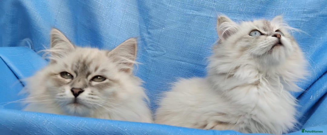 Siberian cats for sale: GCCF Registered Pure Siberian kittens For Sale.   - Image 5