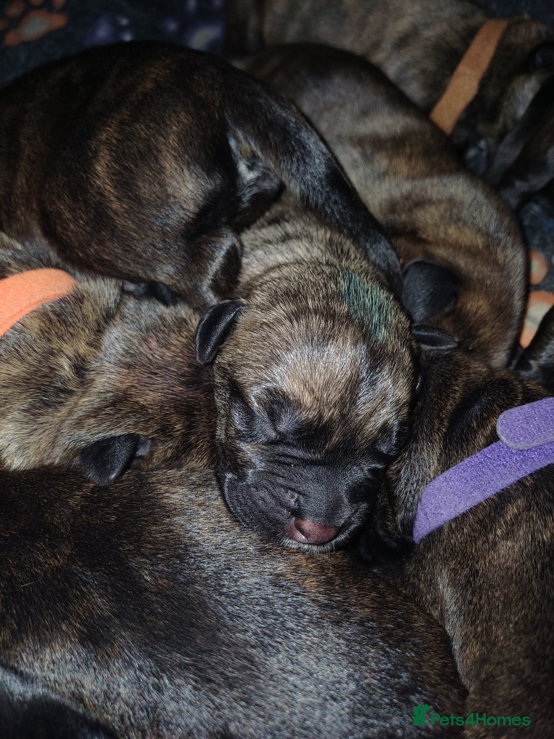 Mixed Breed dogs for sale: CANE CORSO X PRESA CANARIO PUPS £850 - Advert 4