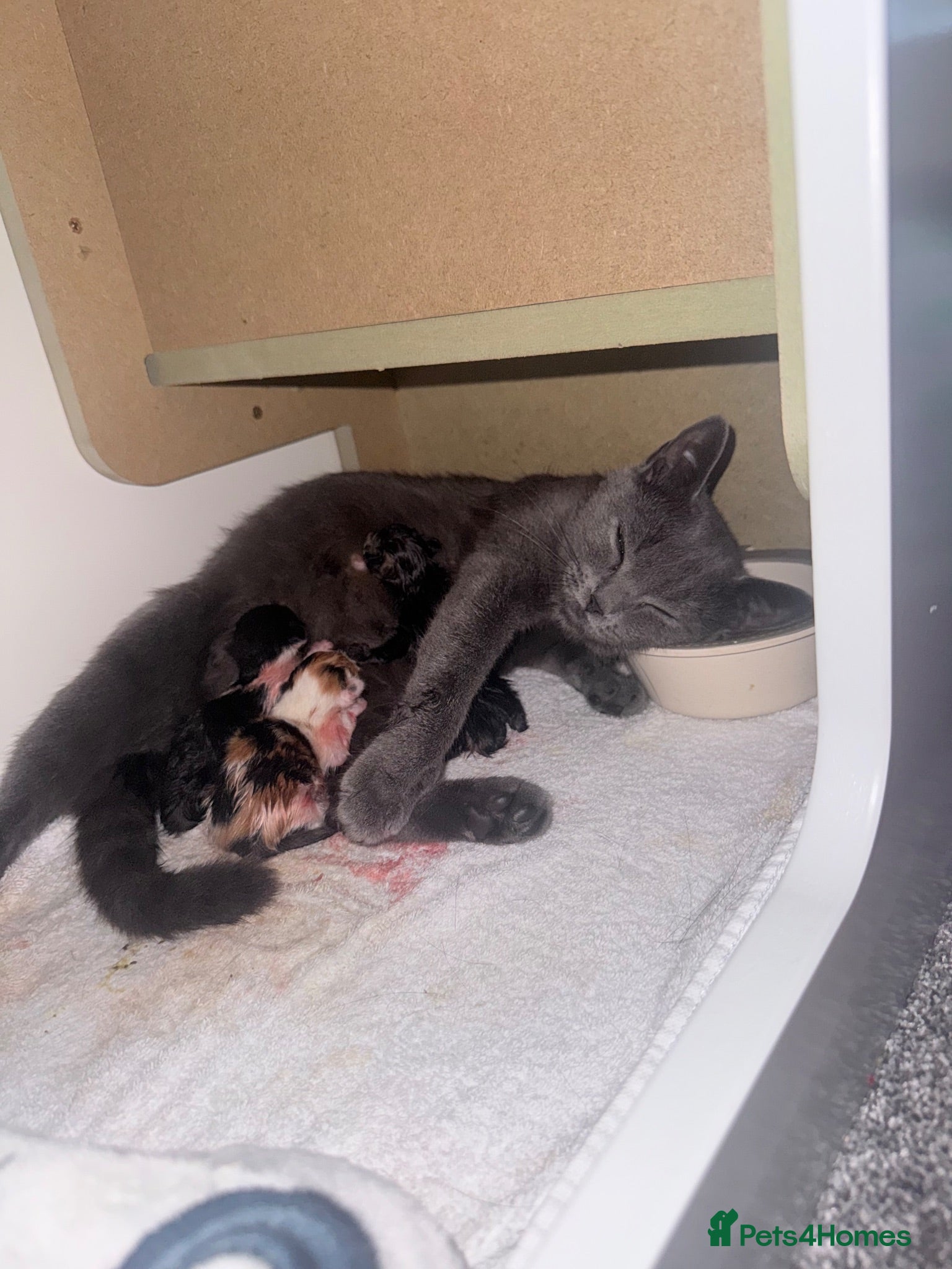 Mixed Breed cats Beautiful kittens looking for homes  - Advert 14