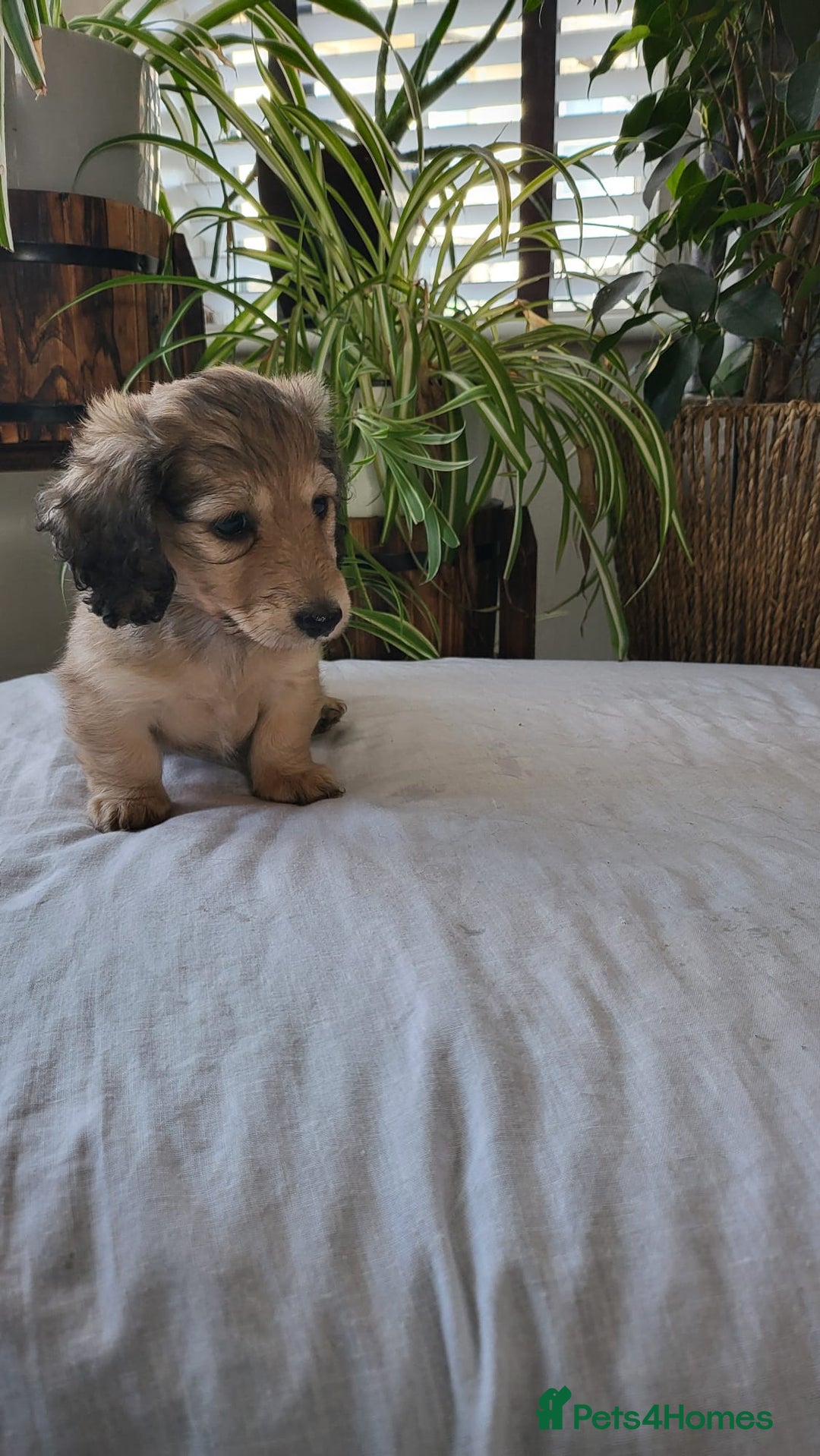 Dachshund dogs for sale: Miniature dachshunds - Image 31