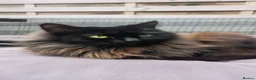 Mixed Breed cats for sale: Lexxi in Deeside - Advert 1