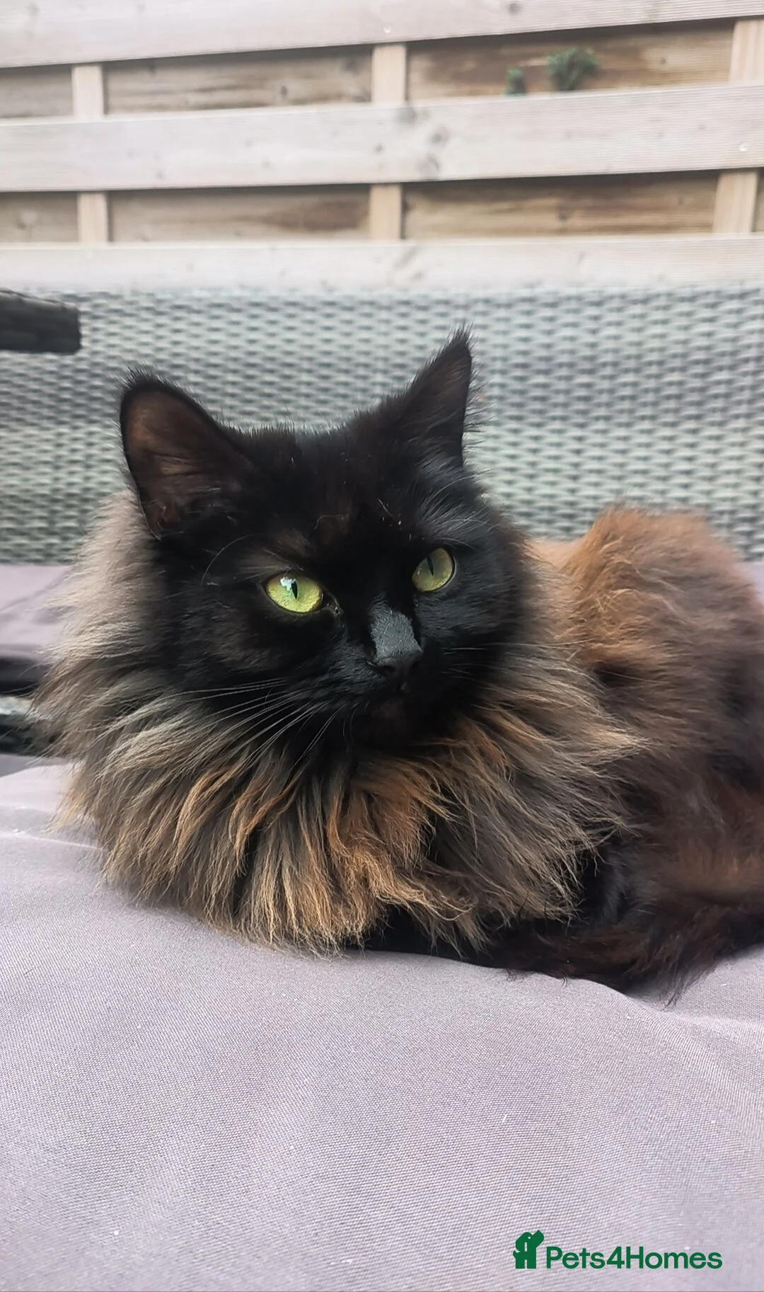 Mixed Breed cats for sale: Lexxi in Deeside - Advert 1