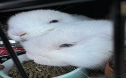 Mini Lop rabbits for sale: X2 male mini lop FREE to good home  - Image 8