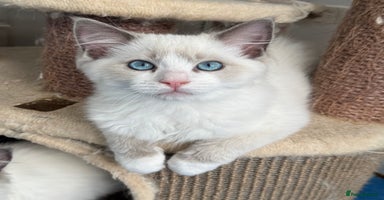 Ragdoll cats - Advert 15