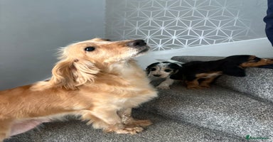 Cocker Spaniel dogs Beautiful Cocker Spaniel Puppies. - Advert 4