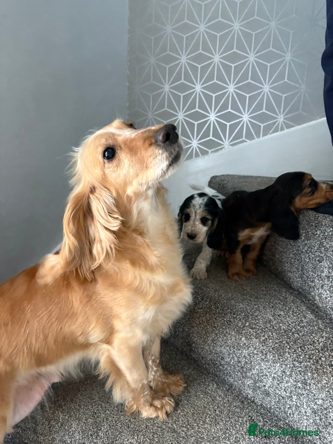 Cocker Spaniel dogs for sale: Beautiful Cocker Spaniel Puppies. - Advert 2