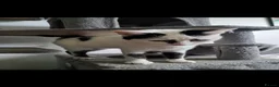 Domestic Shorthair cats for sale: Kittens for sale in Runcorn - Advert 2