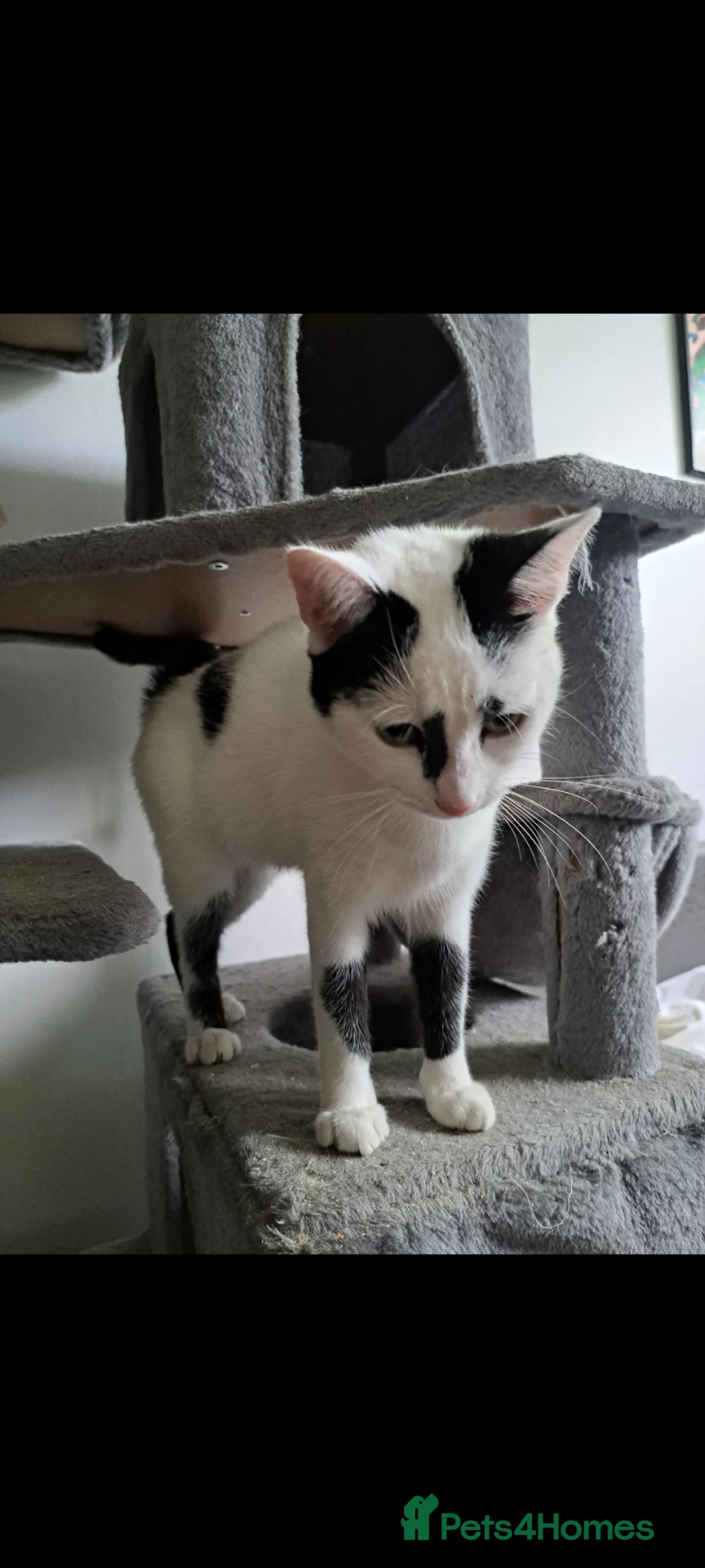 Domestic Shorthair cats for sale: Kittens for sale in Runcorn - Advert 2