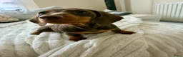 Miniature Dachshund dogs for sale: ONLY 2 LEFT!! KC Miniature Dachshund Puppies - Advert 15
