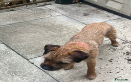 Border Terrier dogs for stud: Border terrier  - Image 3