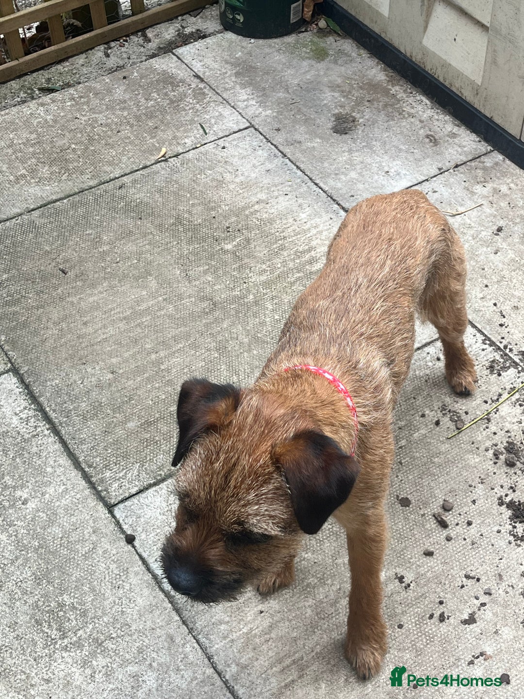 Border Terrier dogs for stud: Border terrier  - Image 3