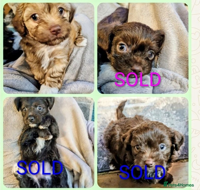 Chipoo dogs Chipoo puppy for sale - Advert 2