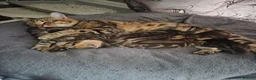 Mixed Breed cats for sale: Tabby kittens  - Advert 9