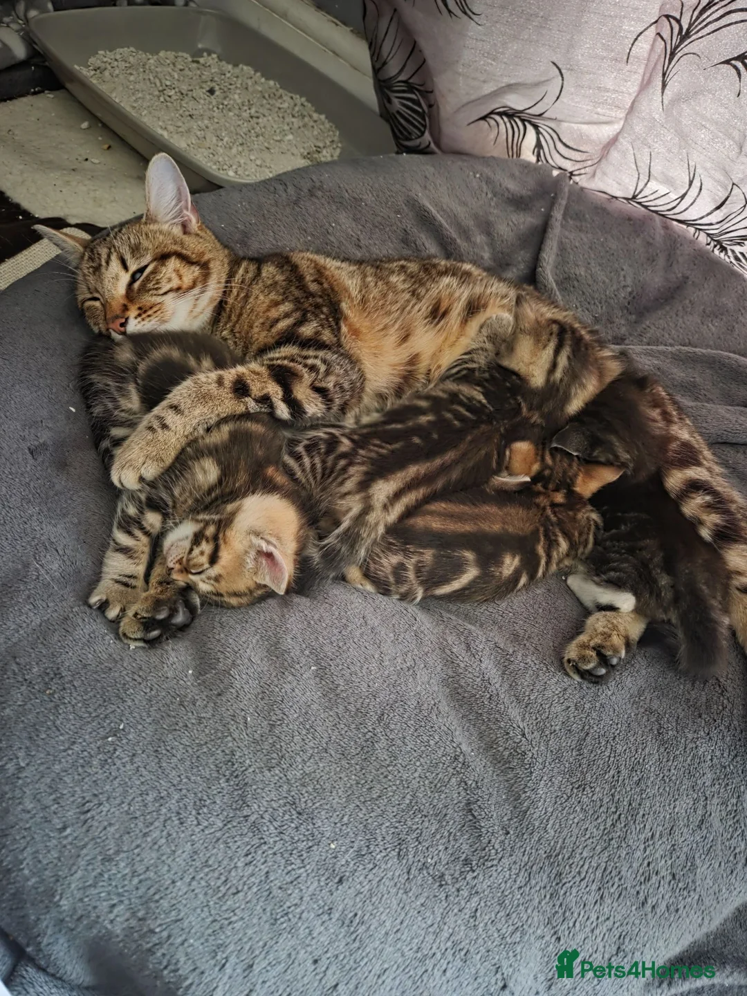 Mixed Breed cats for sale: Tabby kittens  - Advert 9