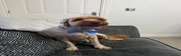 Cockapoo dogs for sale: Devastating rehome due to change in circumstances  - Advert 2