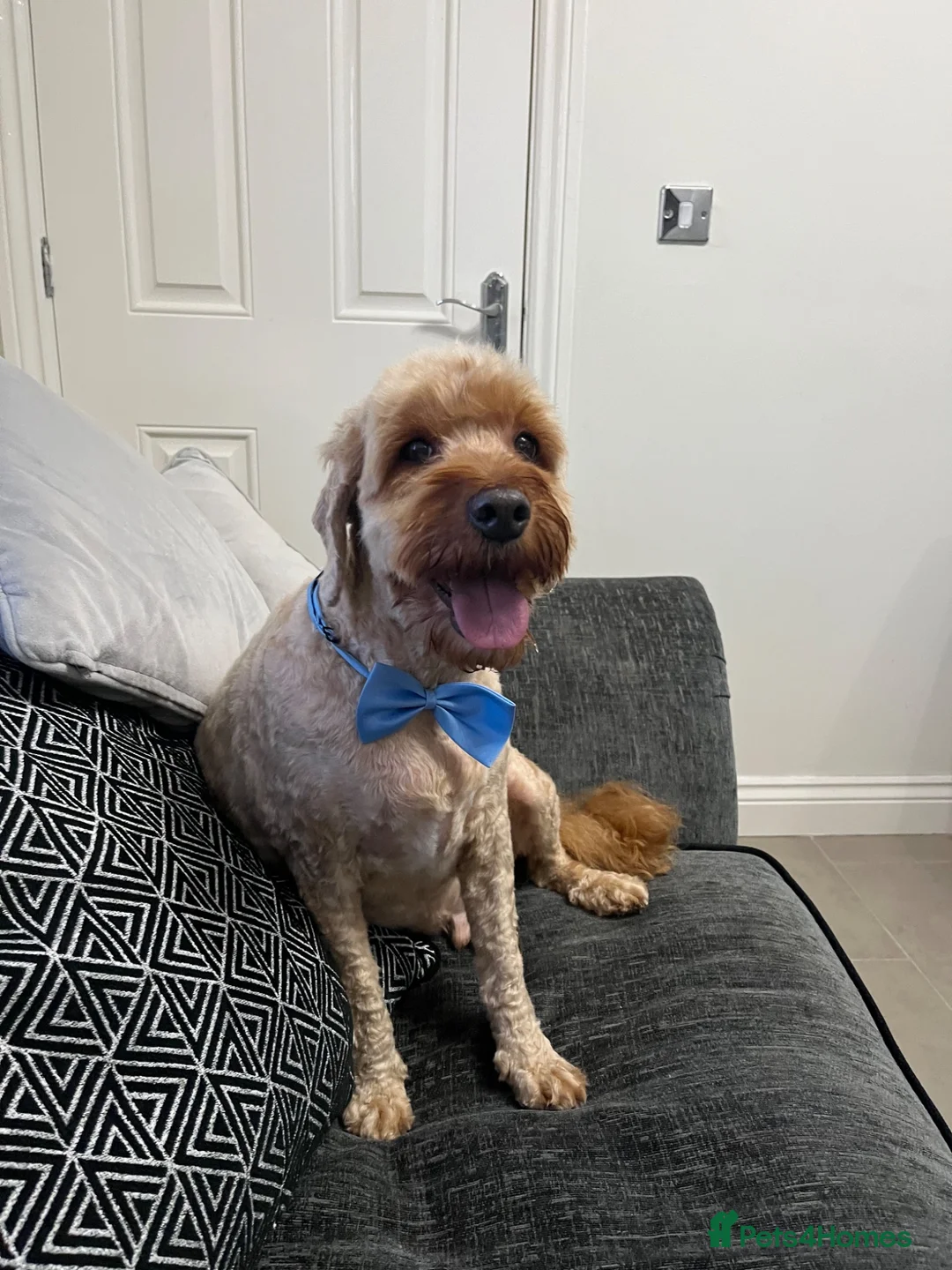 Cockapoo dogs for sale: Devastating rehome due to change in circumstances  - Advert 2