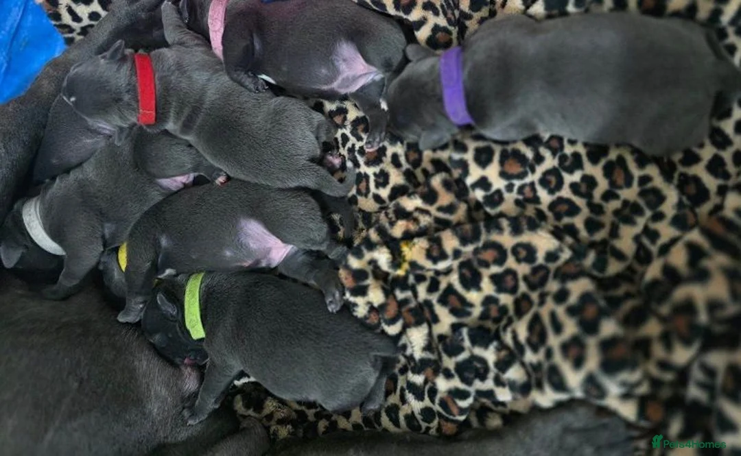 Staffordshire Bull Terrier dogs for sale: 5 Pure Blue Staffordshire Bull terrier puppies - Advert 1